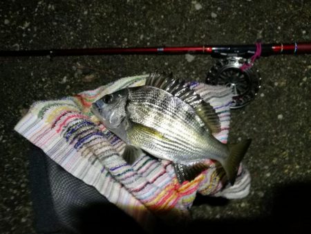 2021/09/28 南港ヘチ釣り