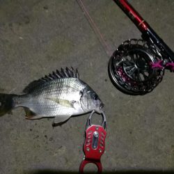 2021/09/29 南港ヘチ釣り 根魚狙い