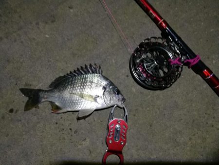 2021/09/29 南港ヘチ釣り 根魚狙い