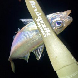 舞洲で豆と中アジ