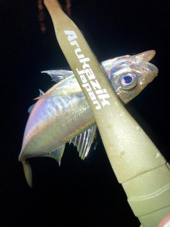 舞洲で豆と中アジ