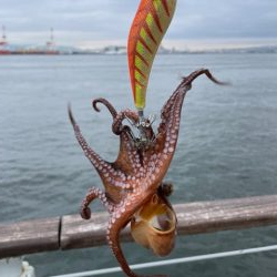 久しぶりにタコ　つ抜け