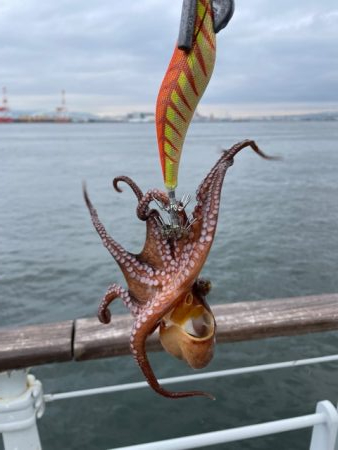 久しぶりにタコ　つ抜け