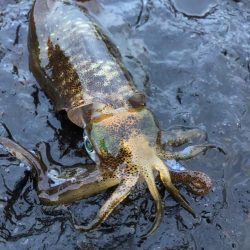 2021佐渡ヶ島 エギング 8回目