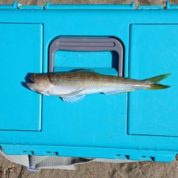 落ちギス 時期尚早