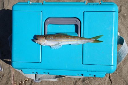 落ちギス 時期尚早