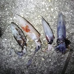 久々のケンサキGET!!