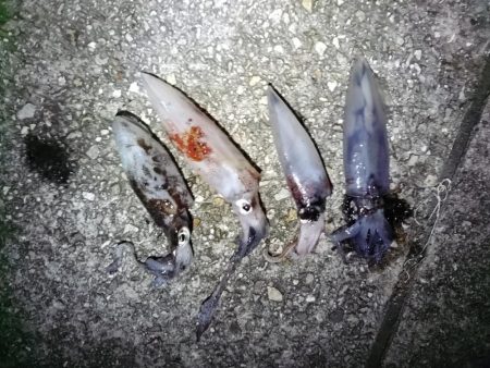 久々のケンサキGET！！