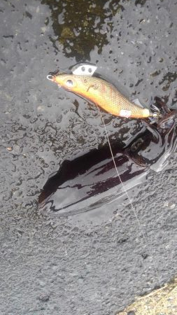 真っ昼間1時間の新子調査～✌️