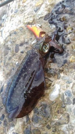 真っ昼間のランガン調査。