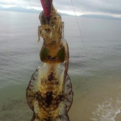 イカより人のほうが多い??