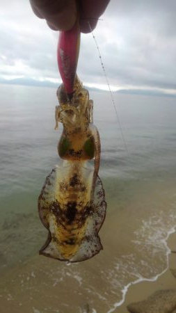 イカより人のほうが多い??