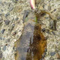 本日活性あり❗