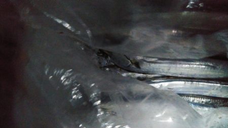 今年初タチウオ