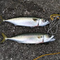 二週連続大サバ