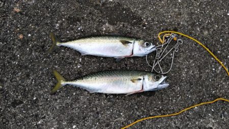 二週連続大サバ