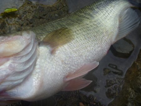 雨の降り初めに