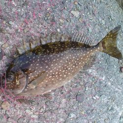 秋の小チヌの数釣り