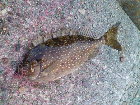秋の小チヌの数釣り