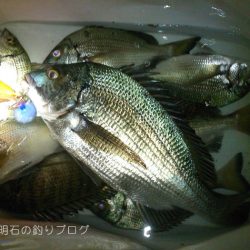 サヨリとチヌが釣れました!