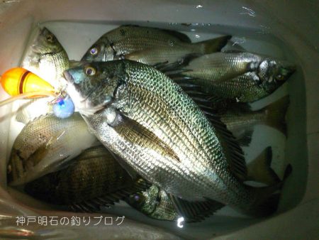 サヨリとチヌが釣れました!