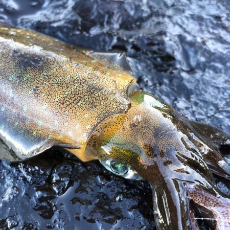 2021佐渡ヶ島 エギング 3回目