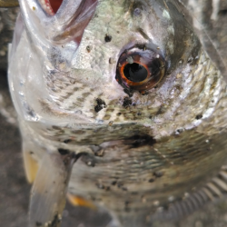 秋のチヌは繊細