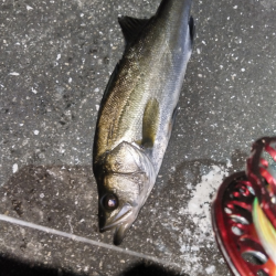 ちぬ数釣りの季節