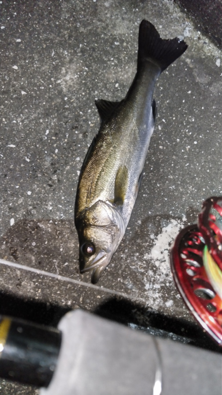 ちぬ数釣りの季節