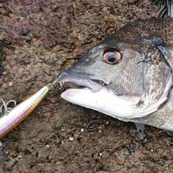 青物調査のハズが・・・！