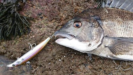 青物調査のハズが・・・！