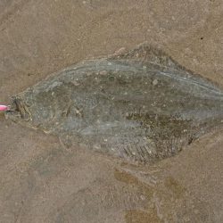 久々のウェーディング！