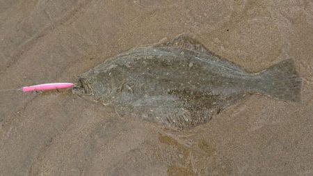 久々のウェーディング！