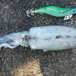 スクスク成長中