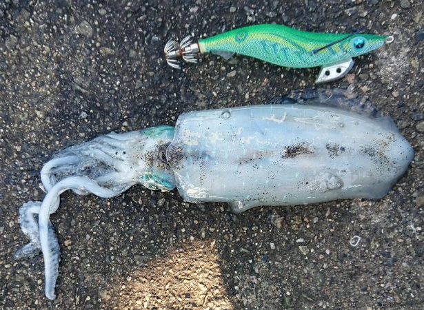 スクスク成長中