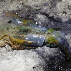 アオリ３杯。新子サイズのみだったけど