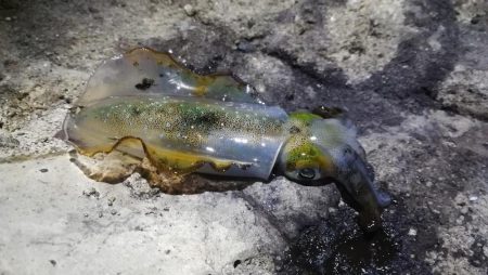 アオリ３杯。新子サイズのみだったけど