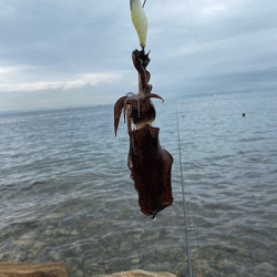 ２０２１年秋アオリエギング開幕釣行