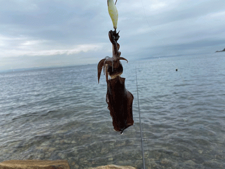 ２０２１年秋アオリエギング開幕釣行