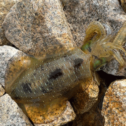 姫路の離島で快適な平日エギング