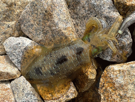 姫路の離島で快適な平日エギング