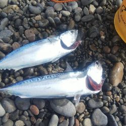 カツオ本格化の兆し