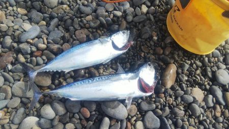 カツオ本格化の兆し