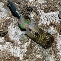 日本海で夕方から夜にかけてのエギング