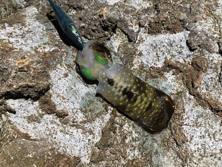 日本海で夕方から夜にかけてのエギング