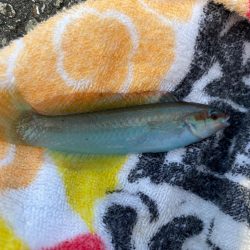 カワハギシーズンイン！！