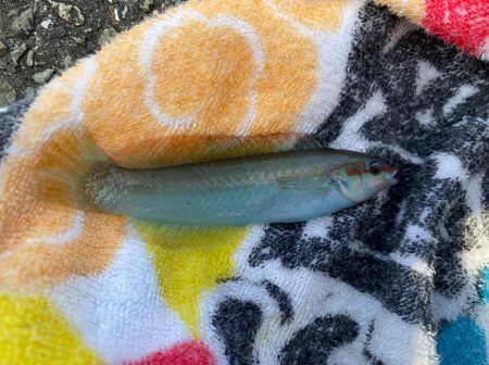 カワハギシーズンイン！！