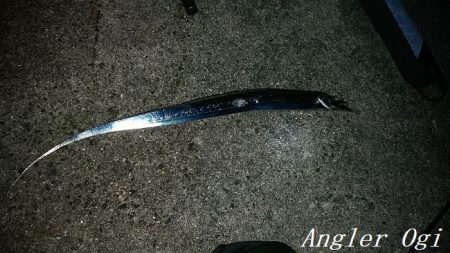 激シブタチウオ釣行