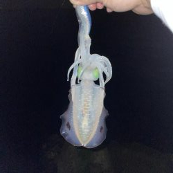 今日、風吹く予報?