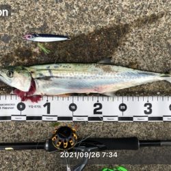 サゴシがたくさん